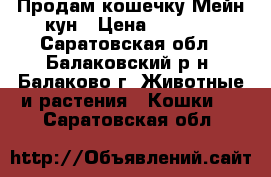 Продам кошечку Мейн-кун › Цена ­ 5 000 - Саратовская обл., Балаковский р-н, Балаково г. Животные и растения » Кошки   . Саратовская обл.